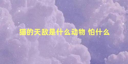 猫的天敌是什么动物 怕什么